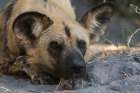 Portrait of an endangered African wild dog-Lycaon pictus Okavango Delta-Botswana Art Print